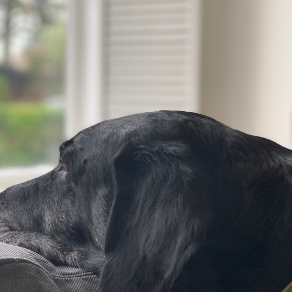 Meet your Posher, Lucas - Picture 1 of 1